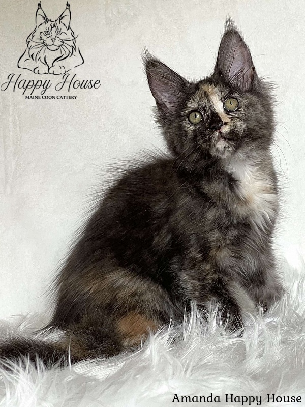 Amanda Happy House - Kitten maine-coon 3 months 1.5 week