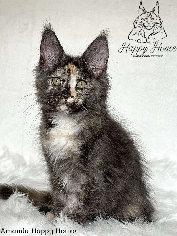 Amanda Happy House - Kitten maine-coon 3 months 1.5 week