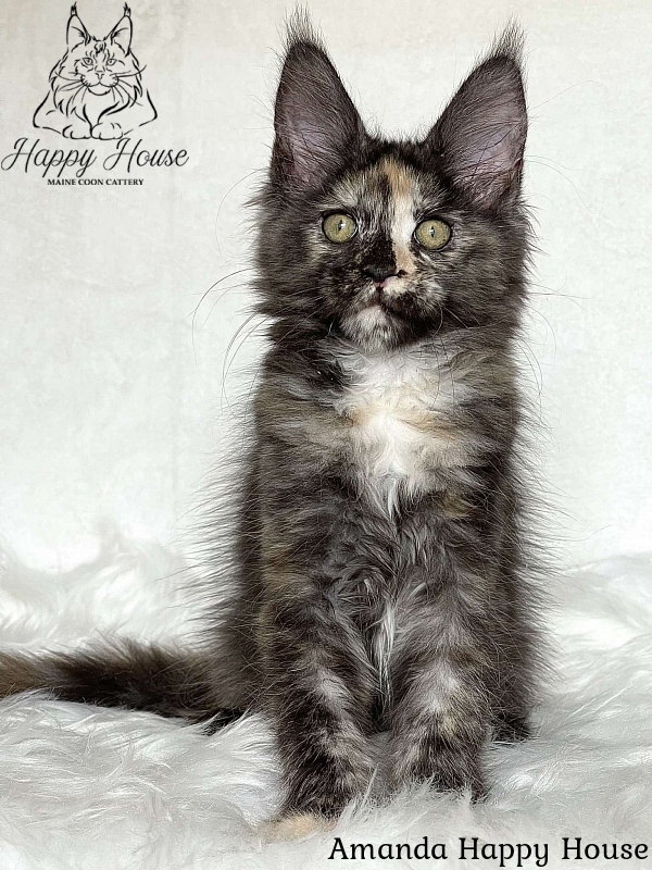 Amanda Happy House - Kitten maine-coon 3 months 1.5 week