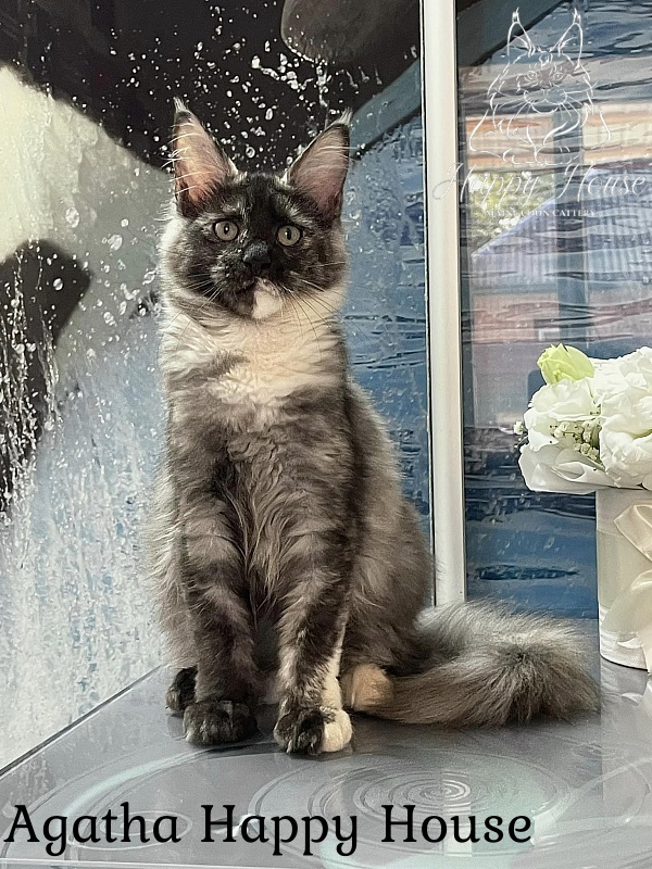 Agatha Happy House - Kitten maine-coon 4 months 3 weeks