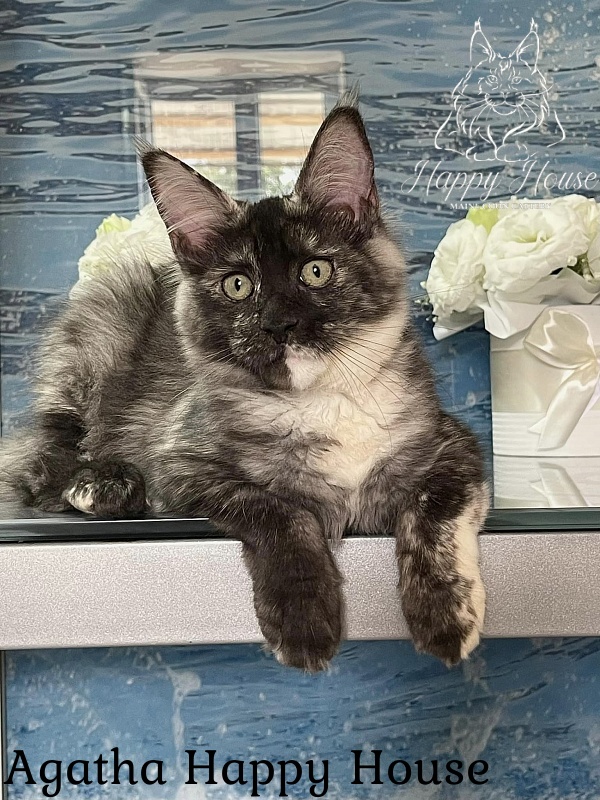 Agatha Happy House - Kitten maine-coon 4 months 3 weeks