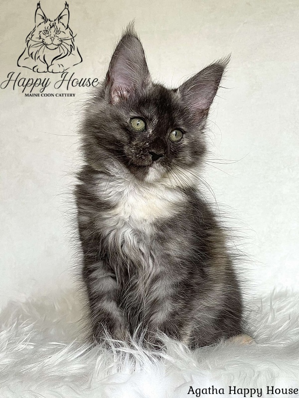 Agatha Happy House - Kitten maine-coon 3 months 1.5 week