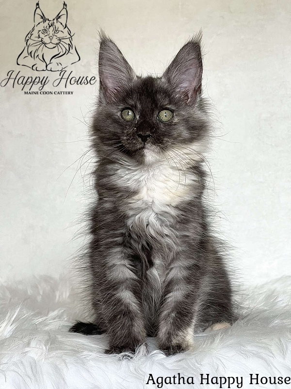 Agatha Happy House - Kitten maine-coon 3 months 1.5 week