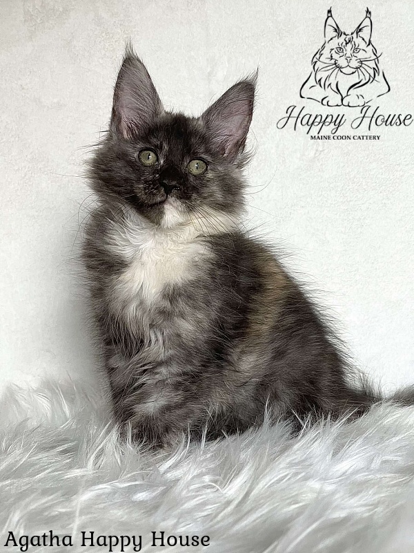 Agatha Happy House - Kitten maine-coon 3 months 1.5 week