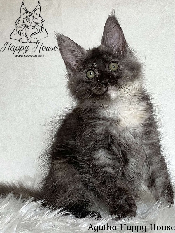 Agatha Happy House - Kitten maine-coon 3 months 1.5 week