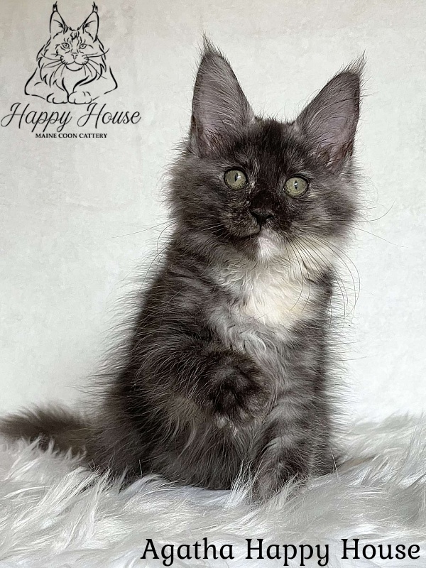 Agatha Happy House - Kitten maine-coon 3 months 1.5 week