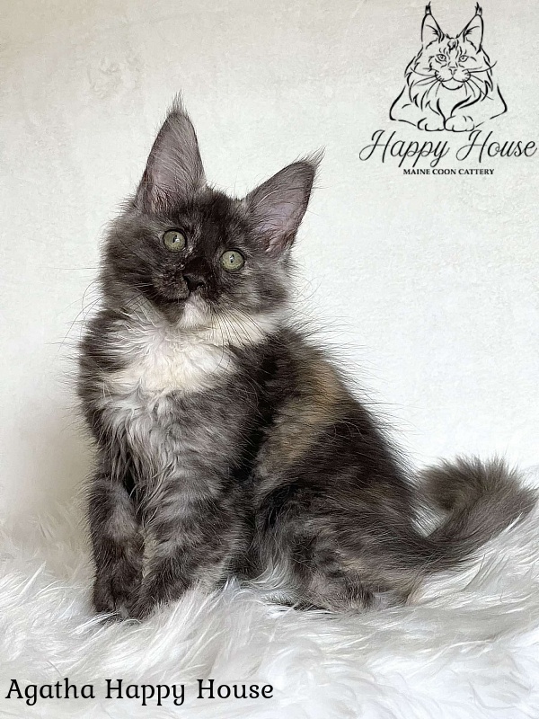 Agatha Happy House - Kitten maine-coon 3 months 1.5 week