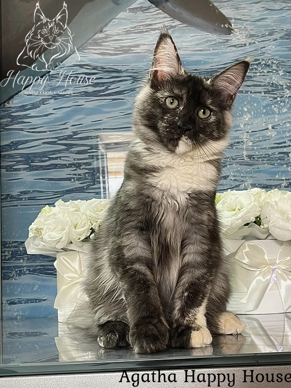 Agatha Happy House - Kitten maine-coon 4 months 3 weeks