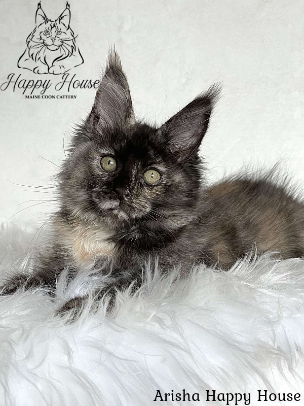Arisha Happy House - Kitten maine-coon 3 months 1.5 week