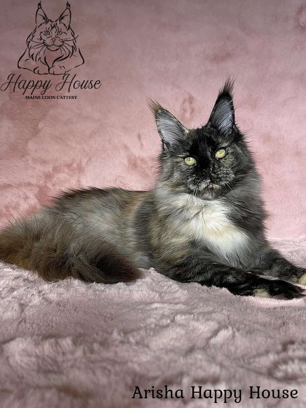Arisha Happy House - Kitten maine-coon 5 months 1 week
