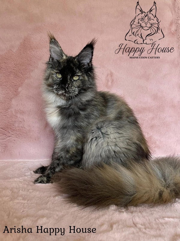 Arisha Happy House - Kitten maine-coon 5 months 1 week