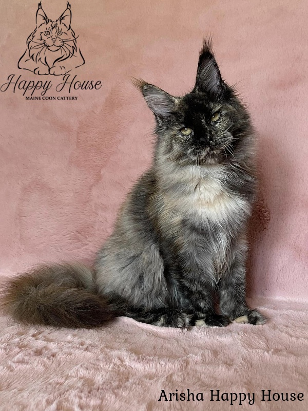 Arisha Happy House - Kitten maine-coon 5 months 1 week