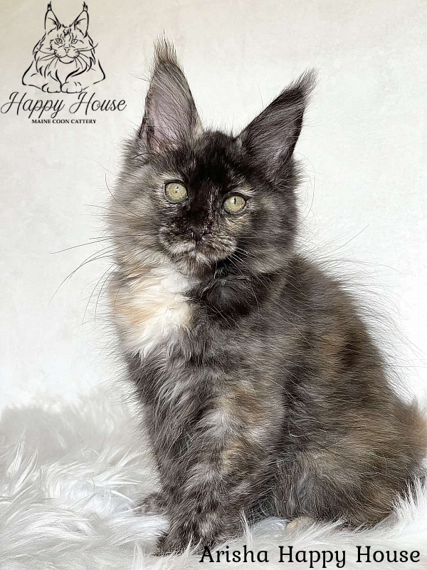 Arisha Happy House - Kitten maine-coon 3 months 1.5 week