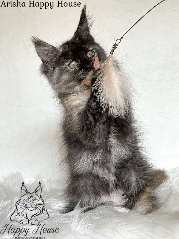 Arisha Happy House - Kitten maine-coon 3 months 1.5 week