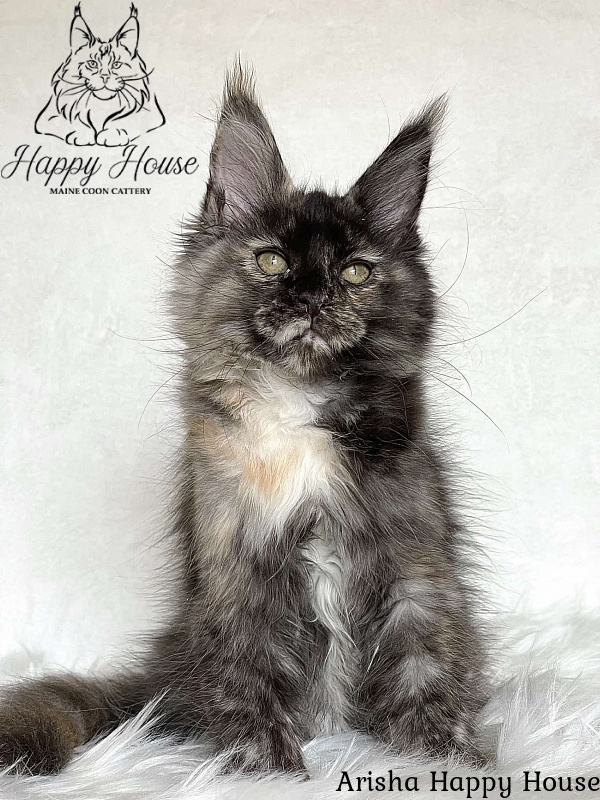 Arisha Happy House - Kitten maine-coon 3 months 1.5 week
