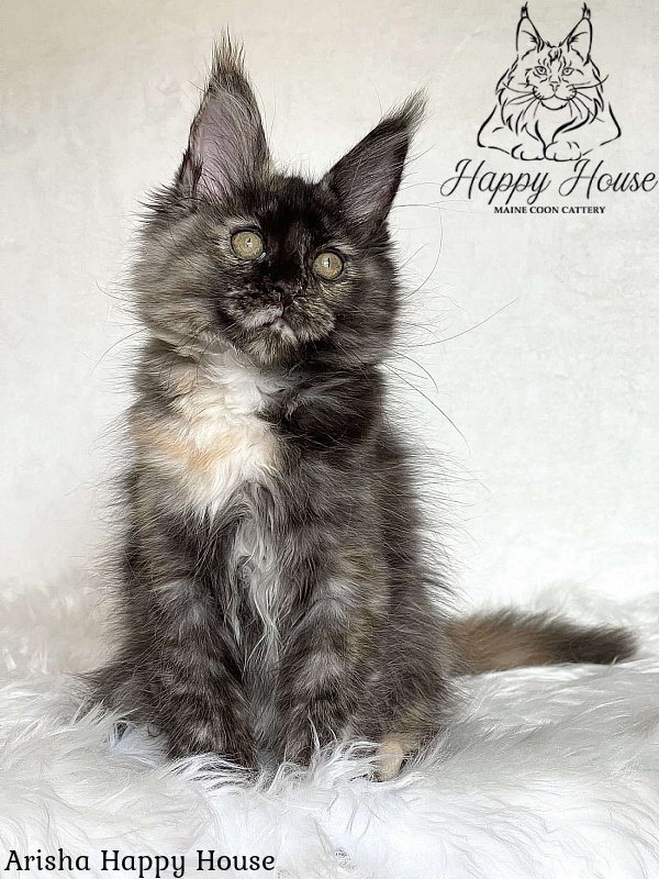 Arisha Happy House - Kitten maine-coon 3 months 1.5 week