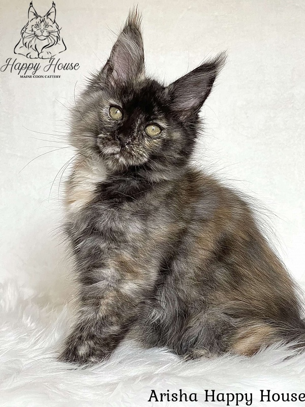 Arisha Happy House - Kitten maine-coon 3 months 1.5 week