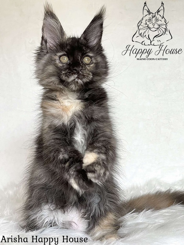 Arisha Happy House - Kitten maine-coon 3 months 1.5 week