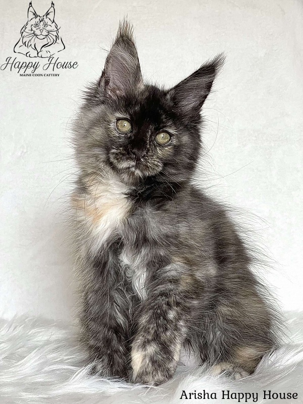 Arisha Happy House - Kitten maine-coon 3 months 1.5 week