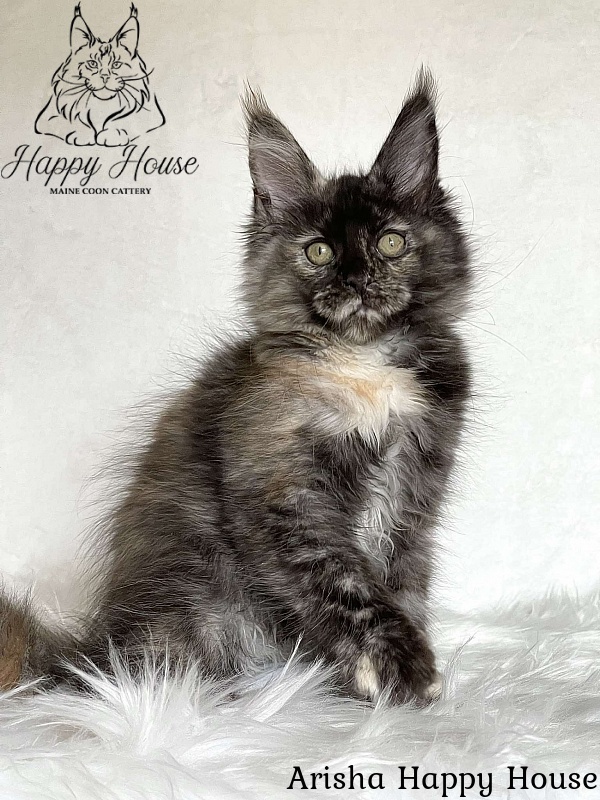 Arisha Happy House - Kitten maine-coon 3 months 1.5 week