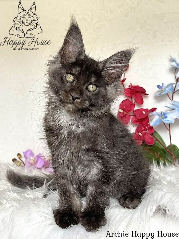 Archie Happy House - Kitten maine-coon 3 months 1.5 week