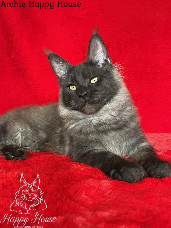 Archie Happy House - Kitten maine-coon 5 months