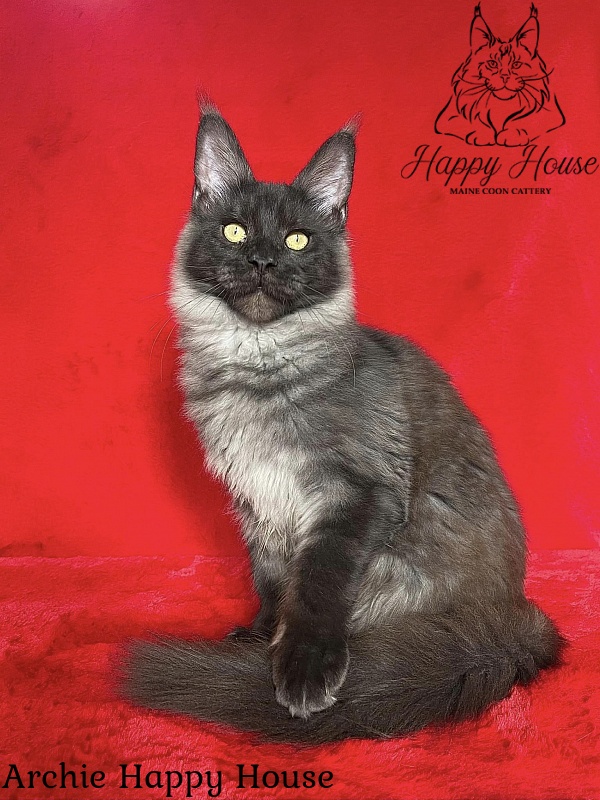 Archie Happy House - Kitten maine-coon 5 months