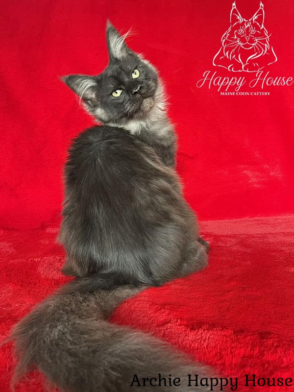 Archie Happy House - Kitten maine-coon 5 months