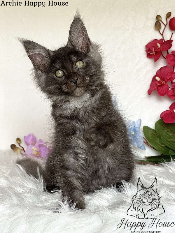 Archie Happy House - Kitten maine-coon 3 months 1.5 week