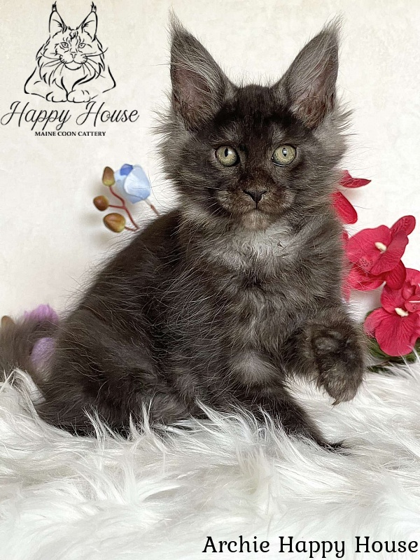 Archie Happy House - Kitten maine-coon 3 months 1.5 week