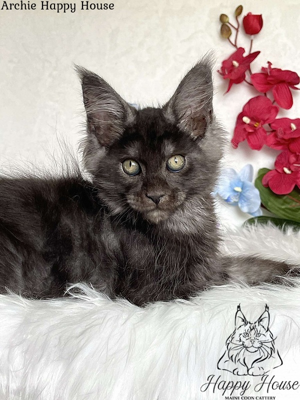 Archie Happy House - Kitten maine-coon 3 months 1.5 week
