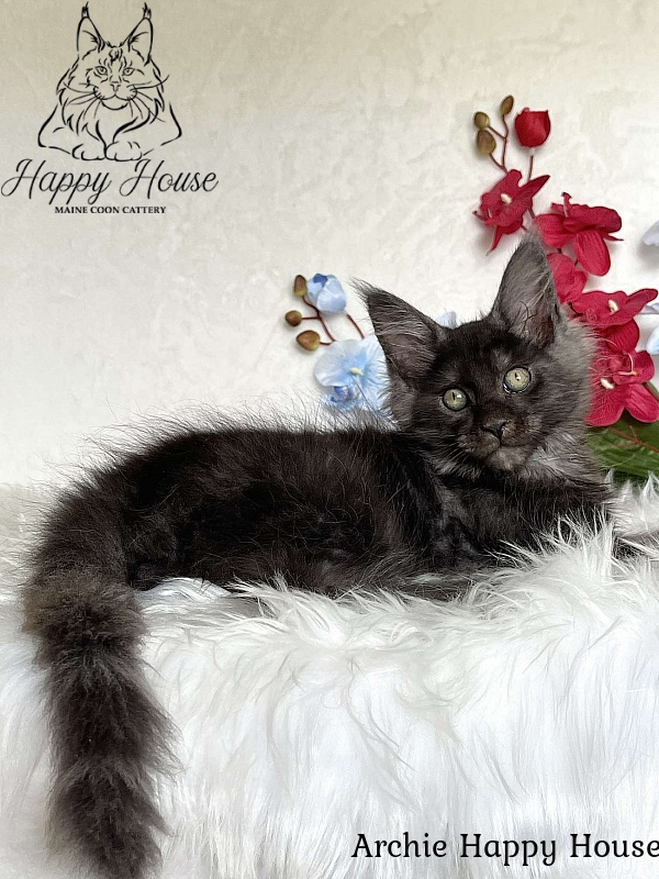 Archie Happy House - Kitten maine-coon 3 months 1.5 week