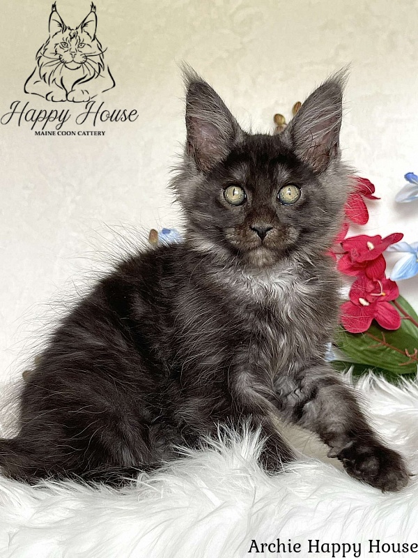 Archie Happy House - Kitten maine-coon 3 months 1.5 week