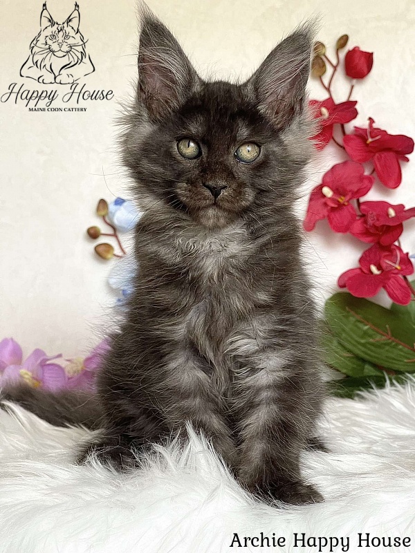 Archie Happy House - Kitten maine-coon 3 months 1.5 week