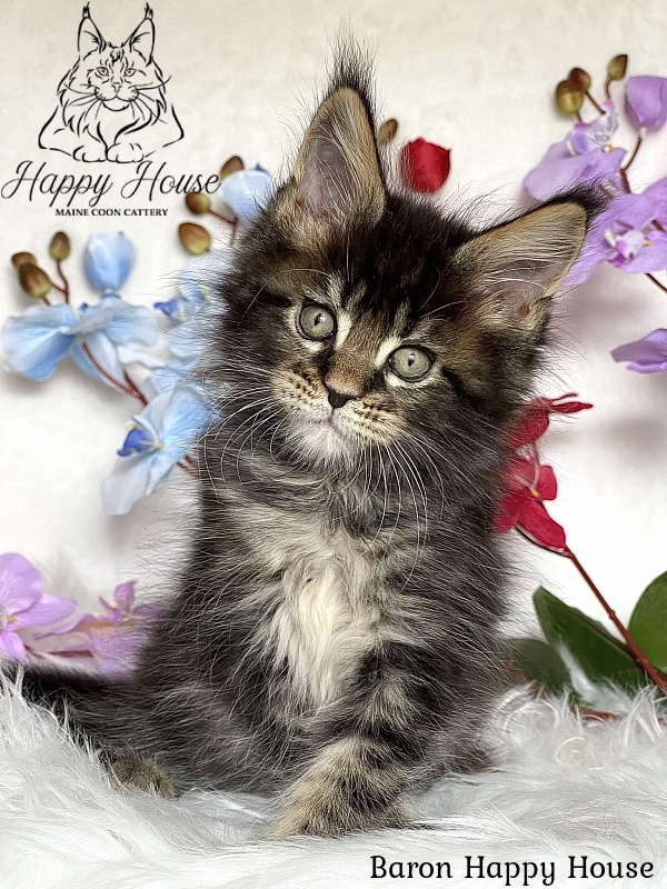 Baron Happy House - Kitten maine-coon 2 months 3.5 weeks