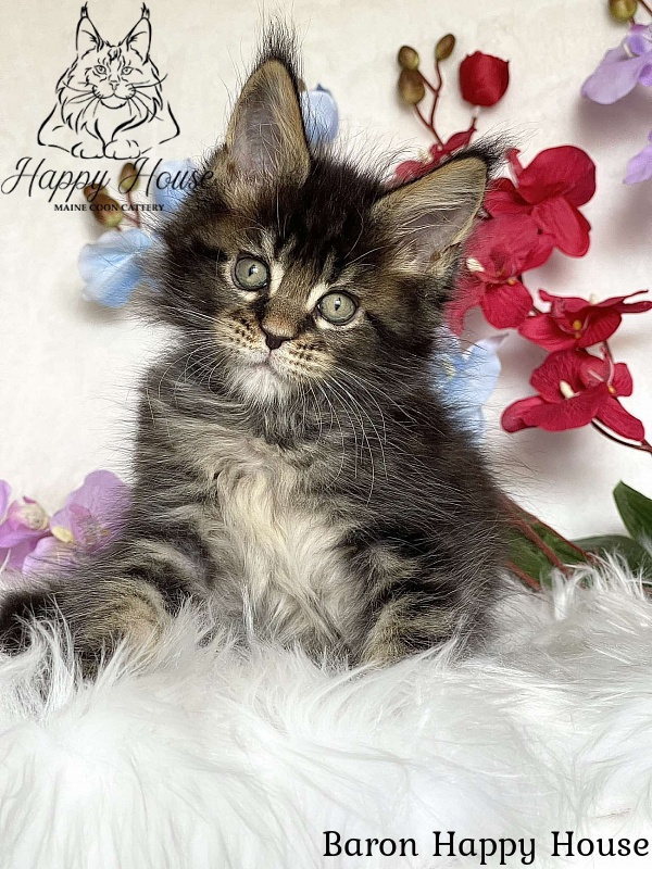 Baron Happy House - Kitten maine-coon 2 months 3.5 weeks