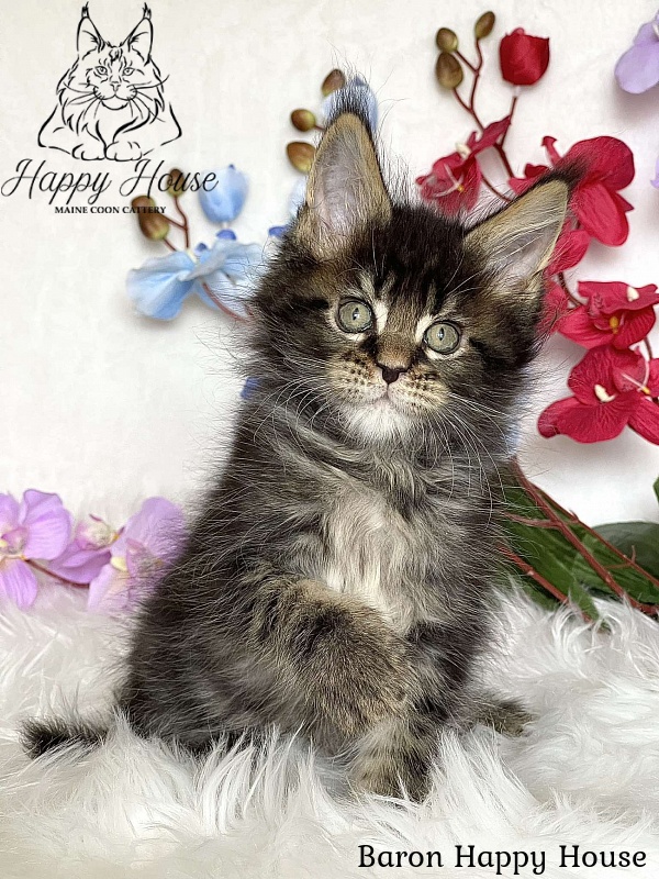 Baron Happy House - Kitten maine-coon 2 months 3.5 weeks