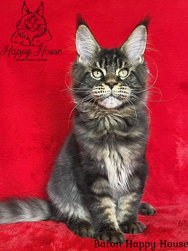 Baron Happy House - Kitten maine-coon 4 months 2.5 weeks
