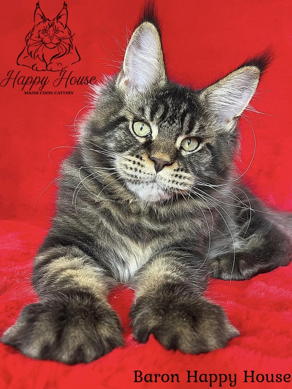 Baron Happy House - Kitten maine-coon 4 months 2.5 weeks