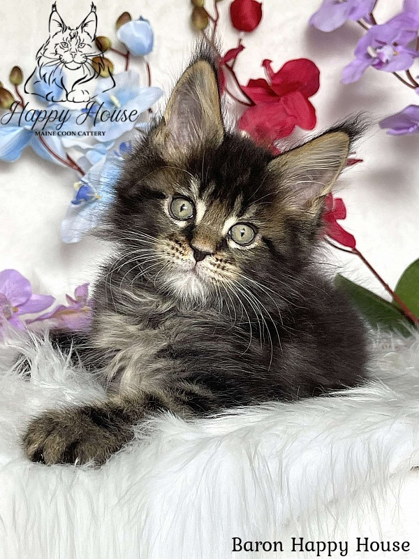 Baron Happy House - Kitten maine-coon 2 months 3.5 weeks