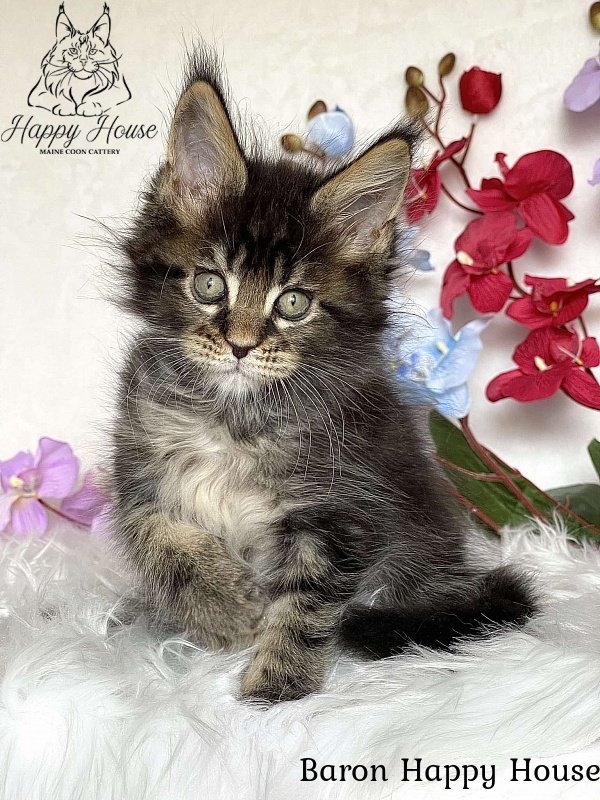 Baron Happy House - Kitten maine-coon 2 months 3.5 weeks