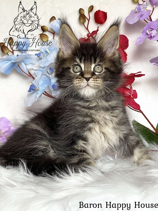 Baron Happy House - Kitten maine-coon 2 months 3.5 weeks