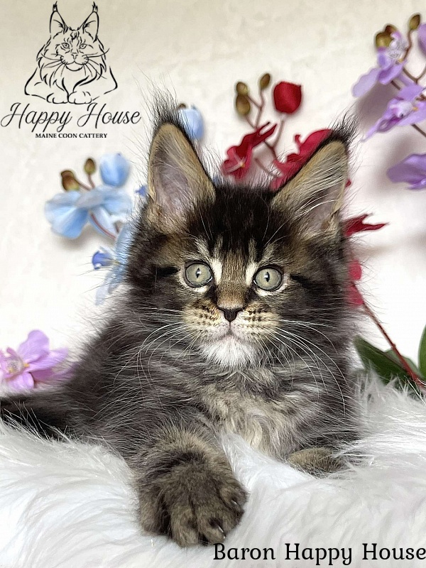 Baron Happy House - Kitten maine-coon 2 months 3.5 weeks
