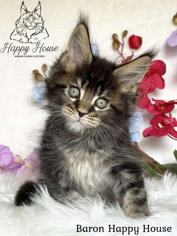 Baron Happy House - Kitten maine-coon 2 months 3.5 weeks