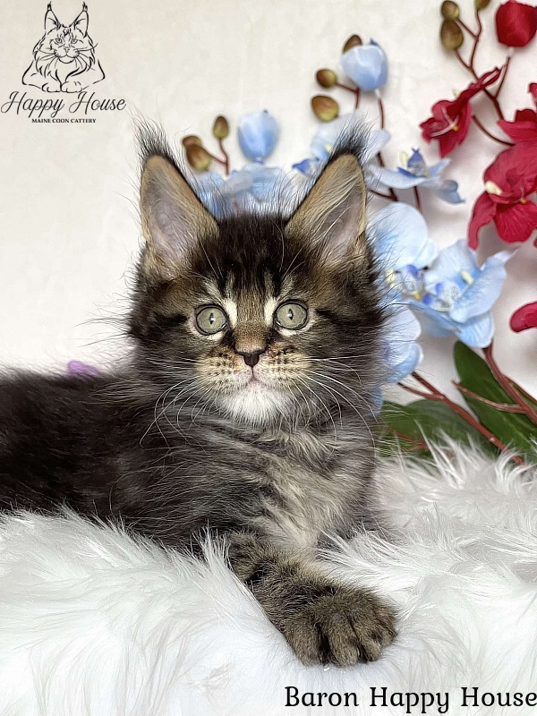 Baron Happy House - Kitten maine-coon 2 months 3.5 weeks