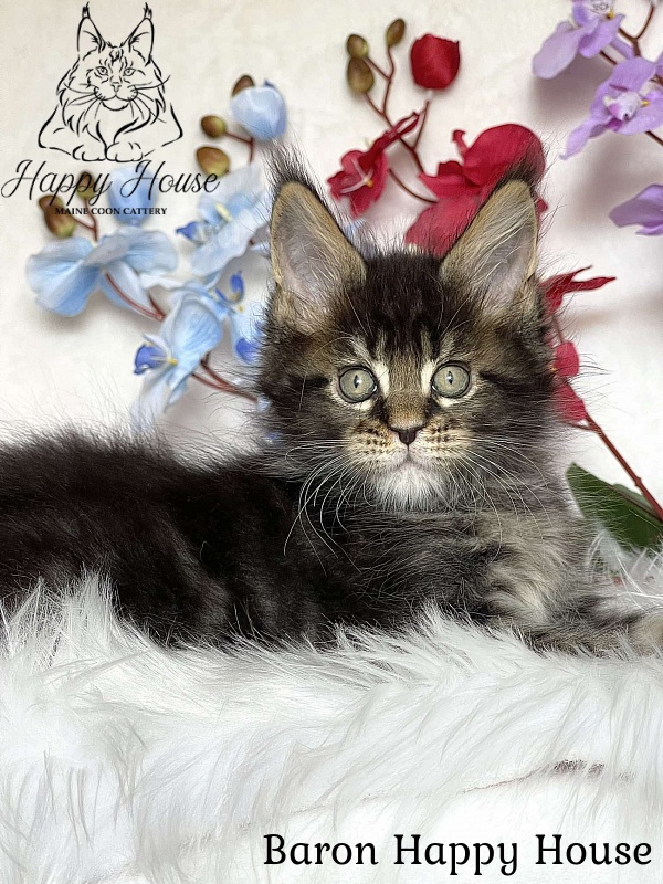 Baron Happy House - Kitten maine-coon 2 months 3.5 weeks