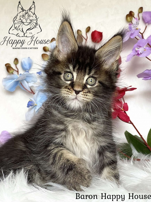 Baron Happy House - Kitten maine-coon 2 months 3.5 weeks