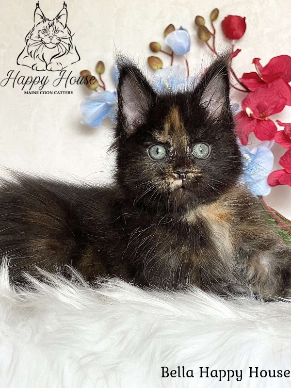 Bella Happy House - Kitten maine-coon 2 months 3.5 weeks