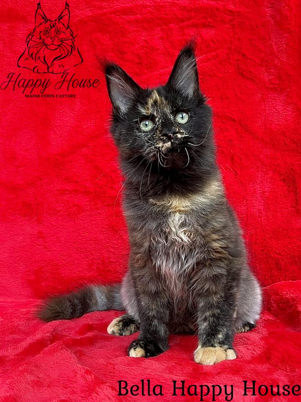 Bella Happy House - Kitten maine-coon 4 months 2.5 weeks