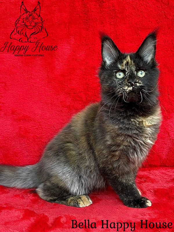 Bella Happy House - Kitten maine-coon 4 months 2.5 weeks